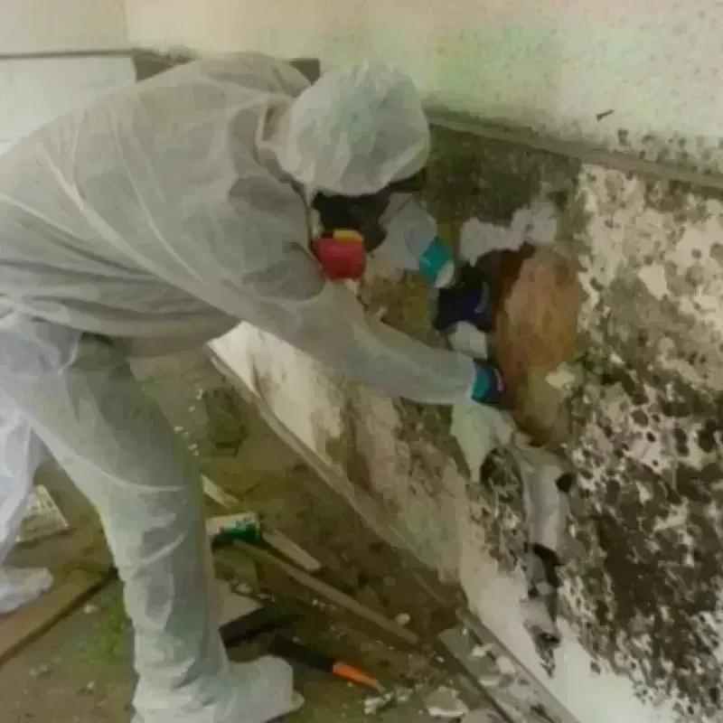 Mold Remediation and Removal in Boothbay Harbor, ME